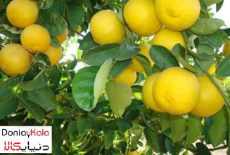 برنامه تغذیه درخت لیمو - لیموترش (LEMON)